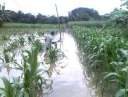 Ratusan Hektar Lahan Pertanian Jagung di Kota Subulussalam Terendam Banjir