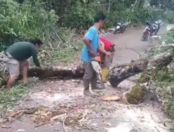 Akses Jalan Menuju Desa Tanjung Raman Sempat Terhalangi Pohon Tumbang