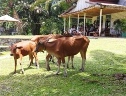 Program Siska di Kalbar Sukses Kembangkan 2.247 Ekor Sapi Melalui Kemitraan Usaha Ternak