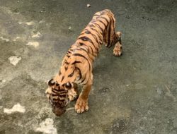 Lagi, Harimau Mati di Medan Zoo