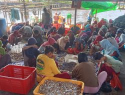 Kisah Emak-emak Penyortir Udang di Mempawah, Upah Kerja Tak Berbentuk Uang
