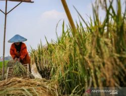 Pengamat UGM: Pertanian Perlu Dimasukkan ke Kurikulum Sekolah untuk Dongkrak Minat