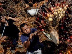 Harga TBS Awal 2024 di Kalbar: Rp2.370,62/Kg