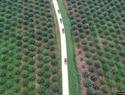 Indonesia Setujui Penanaman Kembali Kelapa Sawit Seluas 53 Ribu Hektare pada 2023
