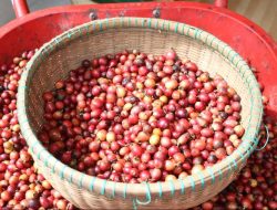 Liberika dari Kayong Utara, Kalimantan Barat Siap Taklukan Penikmat Kopi Dunia