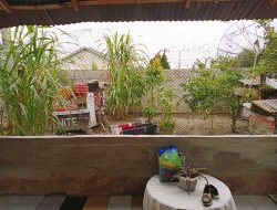 Rumah Oma Disatroni Maling, Tabung Gas dan Ayam Jago Raib