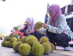 Pegawai di Pemerintah Kota Tidore Kepulauan Borong Ribuan Durian Warga
