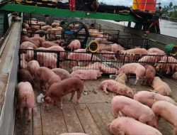 Aktivitas Bongkar Muat Ternak Babi di Kubu Raya, Kalimantan Barat Diduga Tanpa Izin