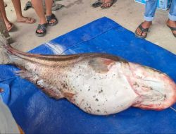 Warga Tanjak Dait, Kabupaten Sekadau Tangkap Ikan Tapah  42 Kg