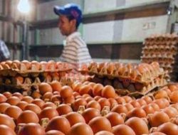 Permintaan Tinggi, Harga Telur Ayam Melonjak di Kalbar menjelang Imlek 2024