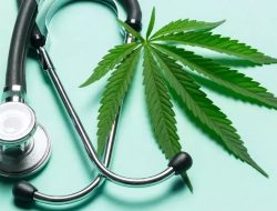 Ekstrak Ganja PHEC-66 Terbukti Efektif Mematikan Sel Penyebab Tumor Melanoma