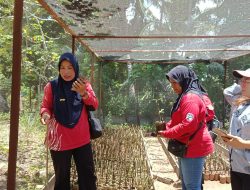 YIARI Ketapang Gandeng Masyarakat dalam Konservasi Mangrove