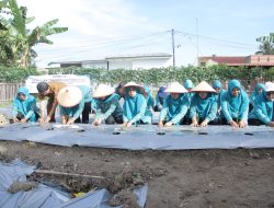 TP-PKK Asahan Ikut Gerakan Tanam Cabai Serentak