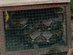Ular 4 Meter di Evakuasi Tim Damkar Sanggau dari Kandang Ayam Warga