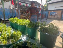 Manfaatkan Lahan Sempit, Warga Pontianak Budidaya Ikan di Ember