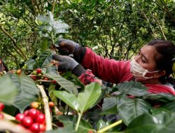 Kementerian Pertanian AS: Produksi Kopi Indonesia akan Pulih pada 2024-2025