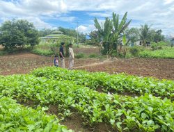Musim Penghujan Membuat Petani Sawi di Sekadau Harus Bekerja Ekstra