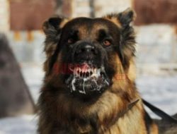 Dinkes Sanggau Keluarkan Surat Edaran, Waspadai Gigitan Hewan Penular Rabies