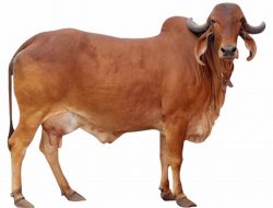 Kebutuhan Pasokan Sapi Qurban di Singkawang Masih Kurang