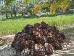 Harga Sawit di Sekadau Alami Penurunan Signifikan
