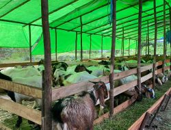 Jelang Idul Adha, Penjual Kambing kurban Mulai Banyak di Kota Pontianak