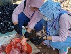 Pemeriksaan Post Mortem di Kubu Raya, Petugas Temukan Cacing pada Hati
