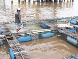 UPR di Kubu Raya Dorong Kebutuhan Bibit Ikan