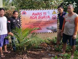 Buaya 1,5 Meter Muncul di Sukadana, BPBD Kayong Utara Imbau Masyarakat Waspada