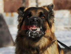 5 Warga Kalbar Meninggal Akibat Gigitan Hewan Penular Rabies