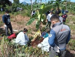Orangutan Ditemukan Mati di Kebun Masyarakat KKU, BKSDA Kalbar Gelar Investigasi