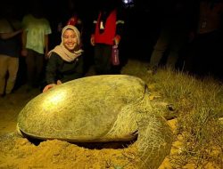 Konservasi Penyu di Paloh Jadi Wisata Edukasi Favorit di Sambas