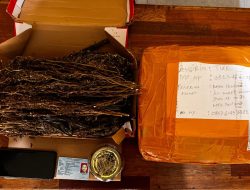 Ditres Narkoba Polda Kalbar Amankan 1,1 Kilogram Ganja