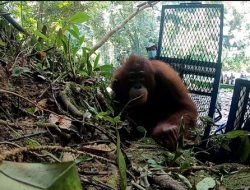 Dua Orangutan Hasil Rehabilitasi Dikembalikan BKSDA ke Habitatnya