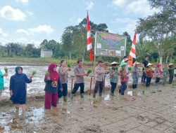 Bupati Sekadau Aron Tanam Padi IP300 di Kelompok Tani Mukti Jaya