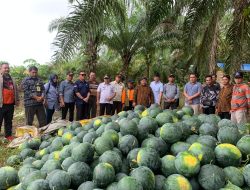 Bupati Sekadau Serap Aspirasi Petani dan Panen Semangka di SP 1 Desa Nanga Menterap