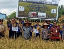Bupati Sekadau Hadiri Panen Raya Bersama Kelompok Tani Suka Makmur di Desa Timpuk