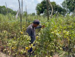 Petani Tomat di Kubu Raya Keluhkan Rendahnya Harga Jual