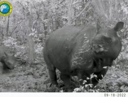 Kelahiran Bayi Badak Jawa yang Terancam Punah di Ujung Kulon Disambut Hangat