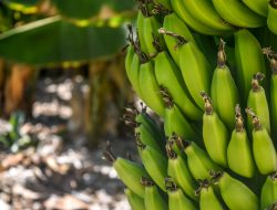 6 Manfaat Pisang Mentah untuk Kesehatan