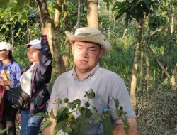 Regulasi Baru Ekspor Kratom Diharapkan Tingkatkan Kesejahteraan Petani Kalbar