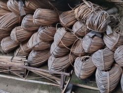 Sudah 13 Tahun, Pengusaha Rotan Kalbar Desak Pencabutan Larangan Ekspor