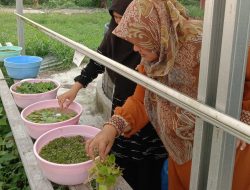 Penelitian UNU Kalbar Ungkap Manfaat Gulma Air untuk Fitoremediasi