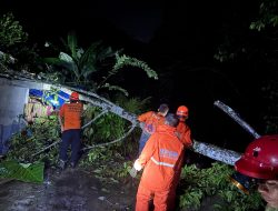 Satu Rumah Warga Tertimpa Pohon Akibat Hujan dan Angin Kencang di Sanggau
