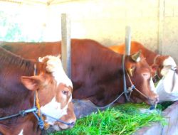 Ribuan Peternak Sapi di Ketapang Terancam Gulung Tikar Akibat Serbuan Daging Beku Impor