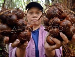Sistem Budidaya Salak Bali Diakui sebagai Warisan Pertanian Dunia oleh FAO