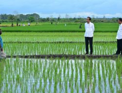 Aktivis Papua Desak Penghentian Proyek Satu Juta Hektar Sawah di Merauke