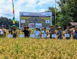 Bupati Sekadau Panen Padi MT Gadu Bersama Kelompok Tani Gonis Hulu di Desa Nanga Mahap