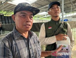 BRIN Temukan Biostimulan Berbasis Rumput Laut untuk Budidaya Perikanan yang Lebih Berkualitas