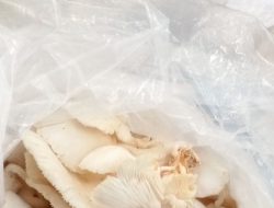 Permintaan Pasar Melonjak, Pembudidaya Jamur Tiram di Kabupaten Lebak Kewalahan