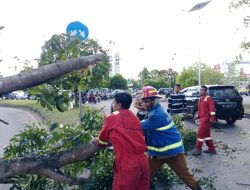 Pohon Besar Tumbang di Jalan Mayor Alianyang, Sungai Raya, Kubu Raya : Ganggu Lalu Lintas dan Sebabkan Korban Luka